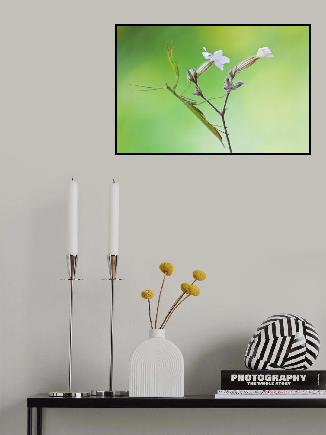 Praying mantis Poster och Canvastavla