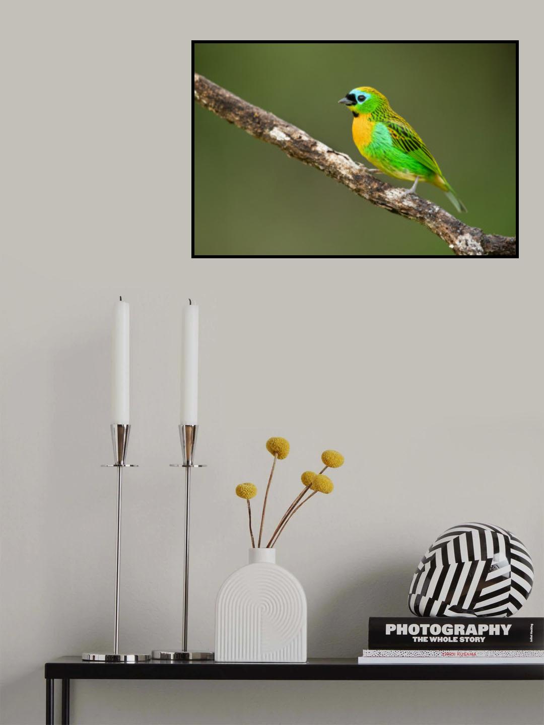 Brassy-breasted tanager Poster och Canvastavla