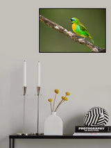Brassy-breasted tanager Poster och Canvastavla