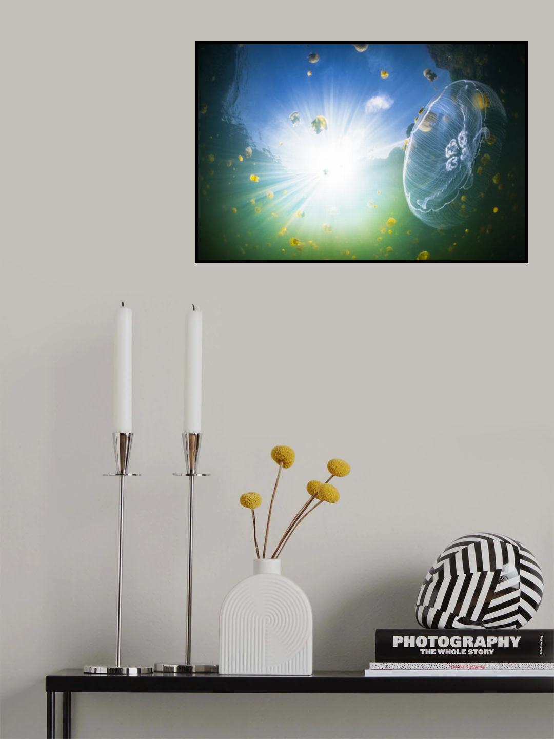 Medusa Aurelia Poster och Canvastavla