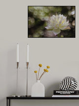 Beautiful Lotus Poster och Canvastavla