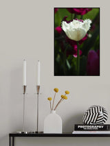 white tulip close up Poster och Canvastavla
