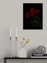 red roses isolated on black background Poster och Canvastavla