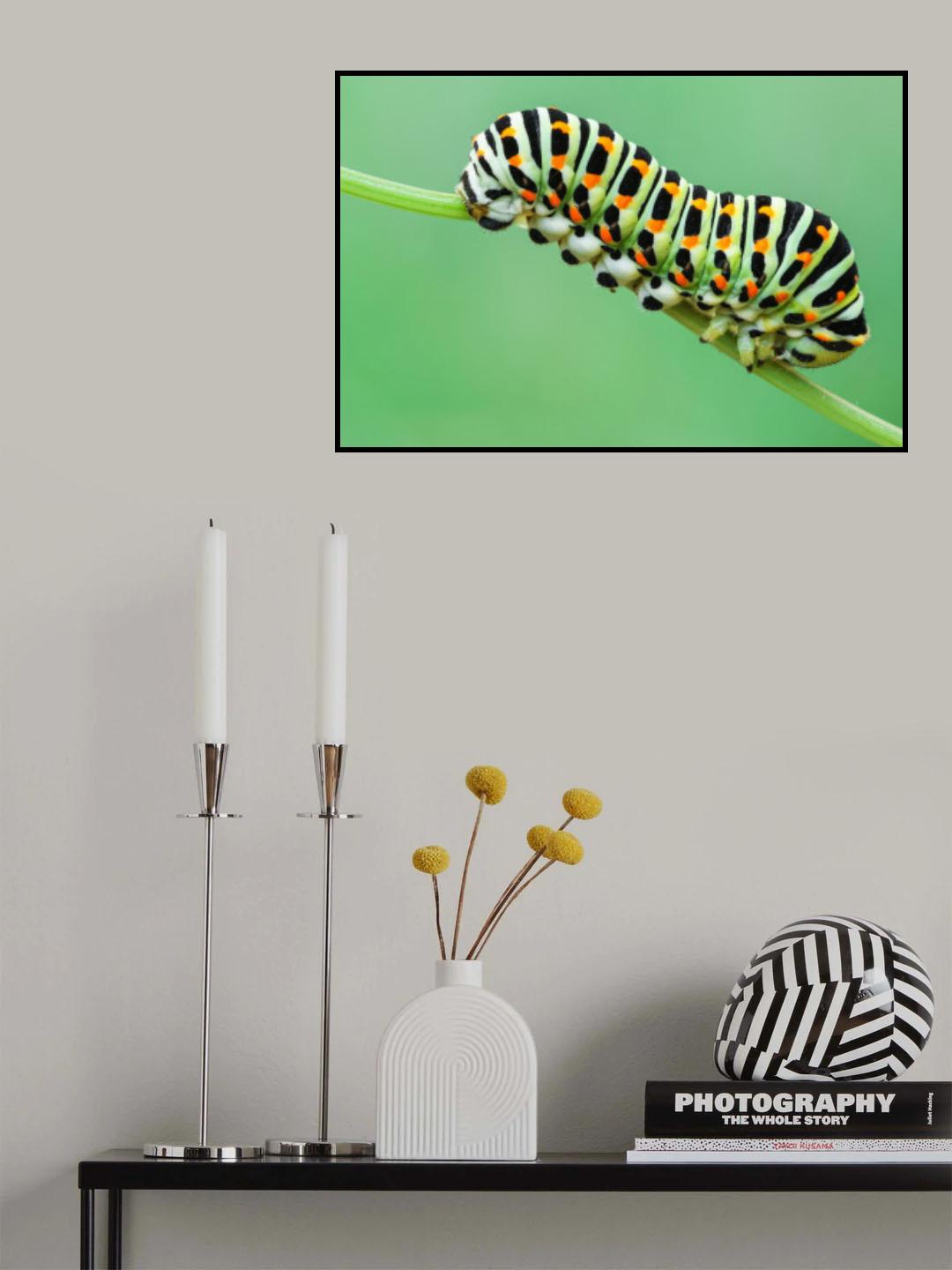Caterpillar Poster och Canvastavla