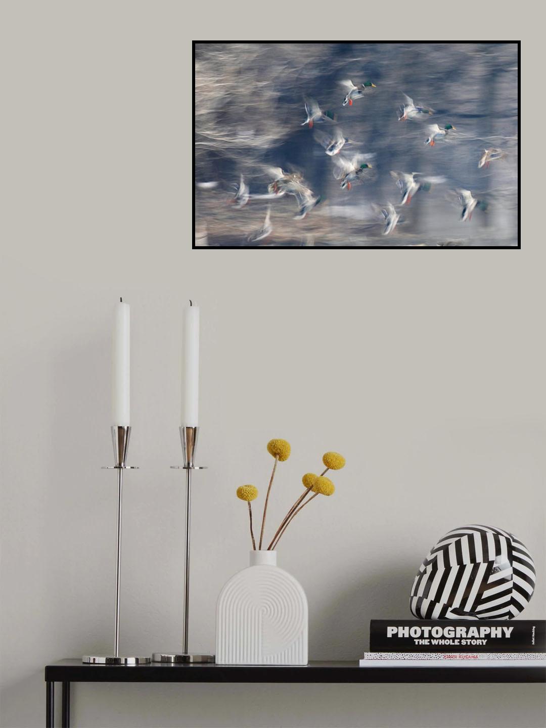 Flying ducks Poster och Canvastavla