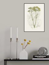 Opobalsam (pastinaca Opopanax)  Medical Botany Poster och Canvastavla