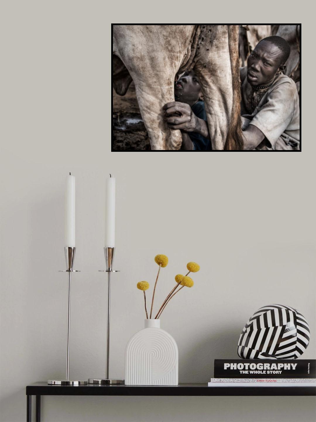 A Mundari tribe father feeding his child with the milk that comes out of the cow's udder Poster och Canvastavla