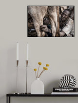A Mundari tribe father feeding his child with the milk that comes out of the cow's udder Poster och Canvastavla