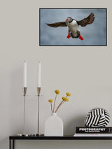 Puffin With Mouthfull Fish Poster och Canvastavla