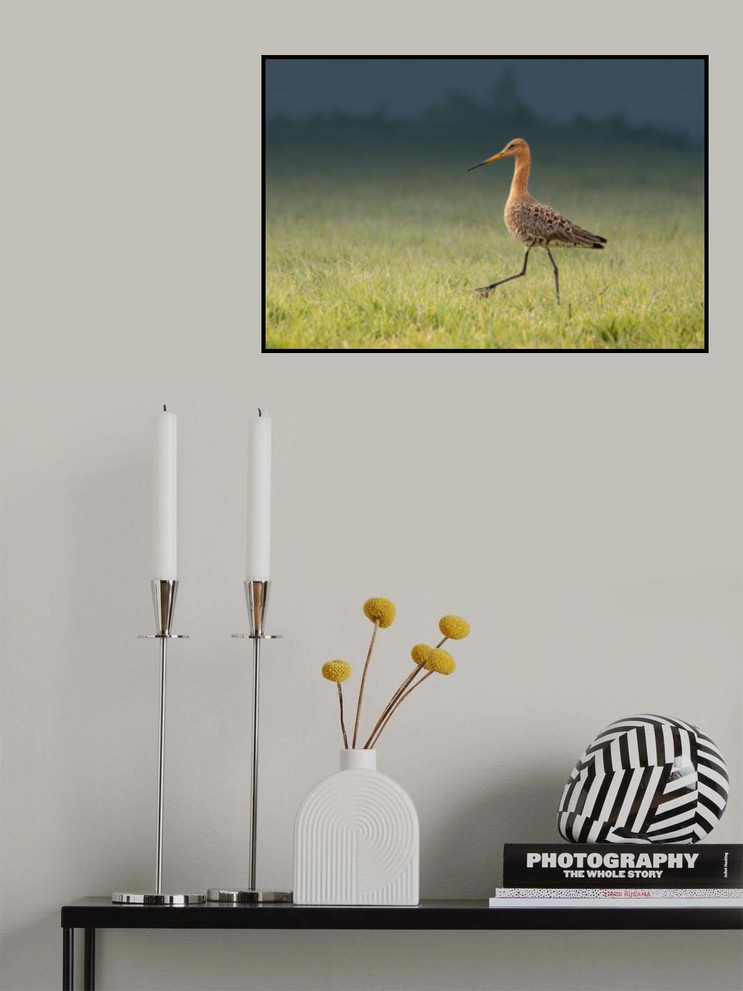 Black-tailed godwit Poster och Canvastavla