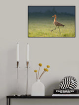 Black-tailed godwit Poster och Canvastavla