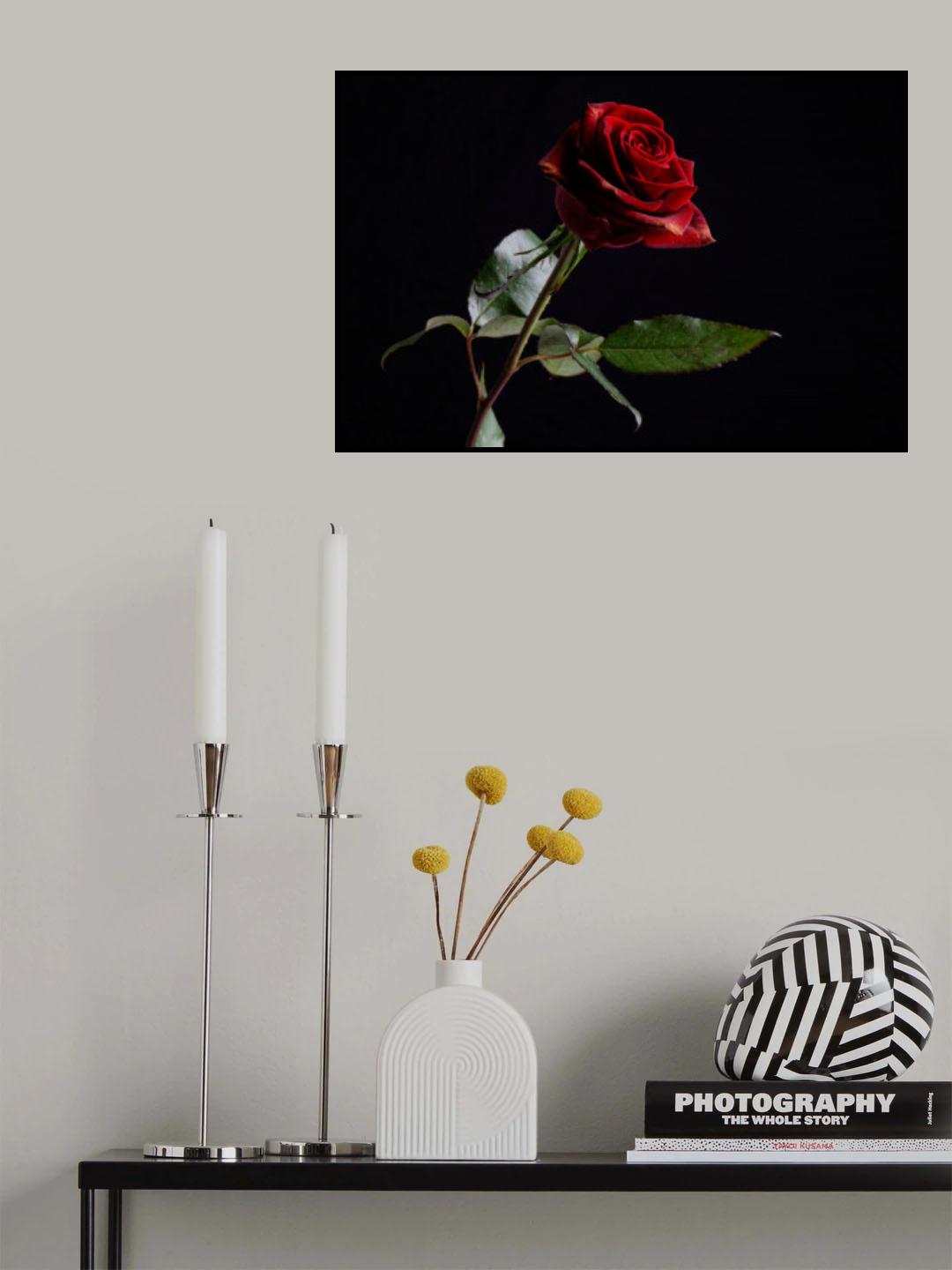 red rose Poster och Canvastavla