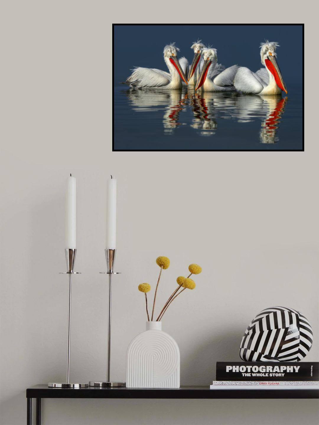 Dalmatian pelicans Close Up Poster och Canvastavla