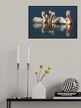 Dalmatian pelicans Close Up Poster och Canvastavla