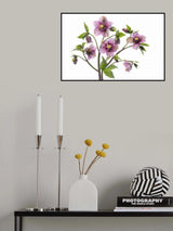 Hellebore TuTu Poster och Canvastavla
