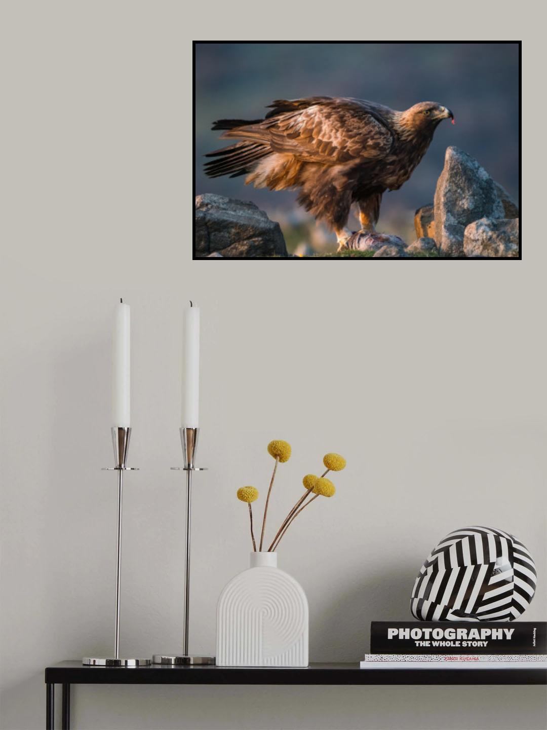 Golden Eagle Poster och Canvastavla