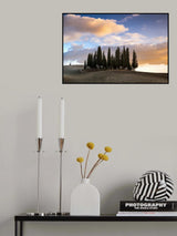 Cipressi Poster och Canvastavla