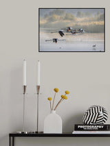 Greater Flamingos in flight ... Poster och Canvastavla