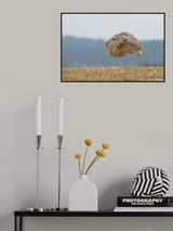 Great horned owl Poster och Canvastavla