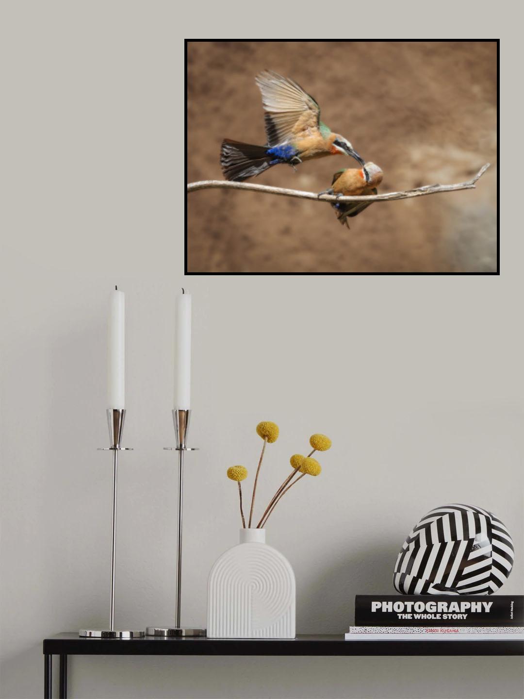 white-fronted bee-eater Poster och Canvastavla
