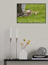 The Catch Poster och Canvastavla