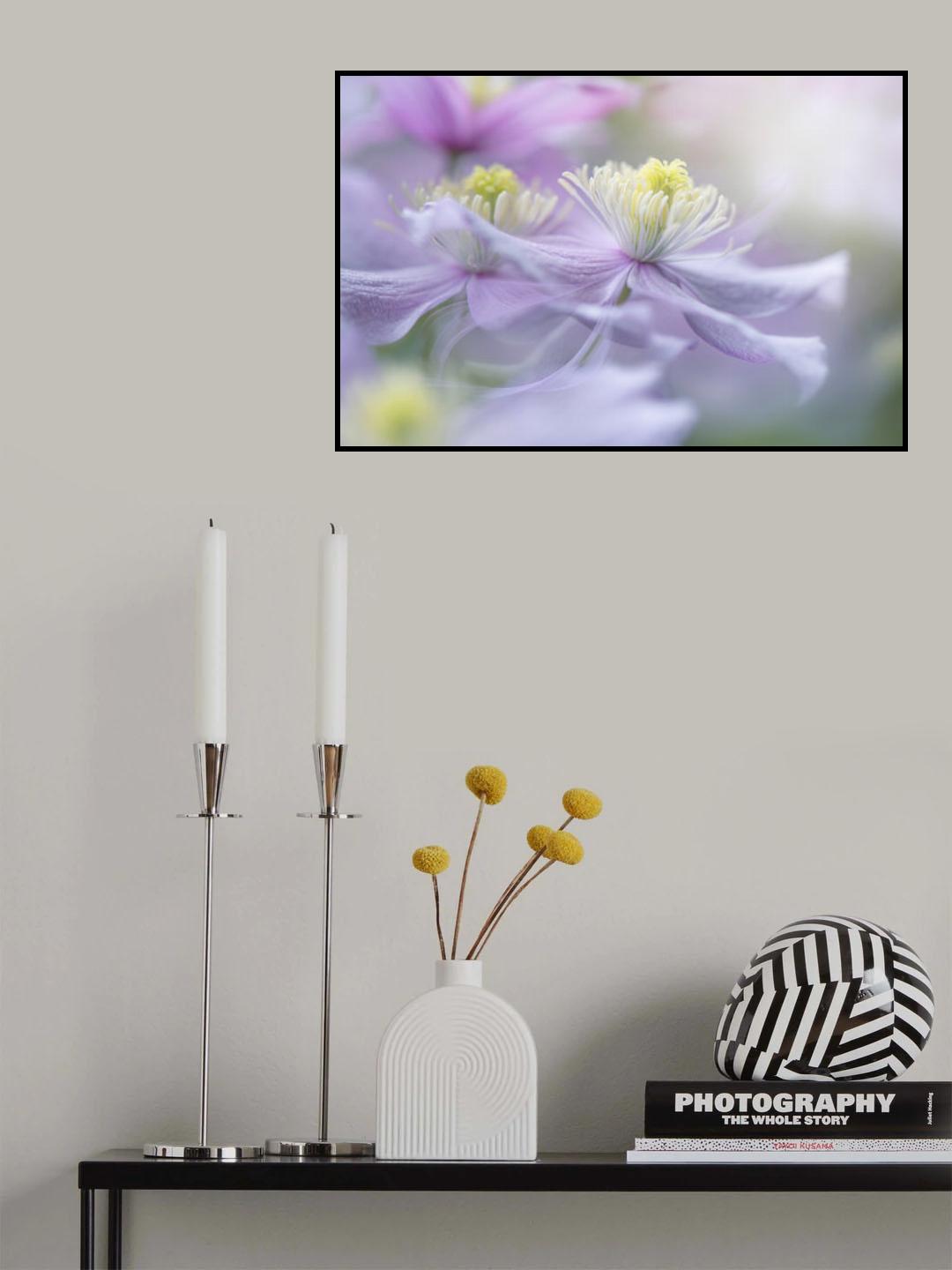 Clematis 'Mayleen' Poster och Canvastavla