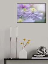 Clematis 'Mayleen' Poster och Canvastavla