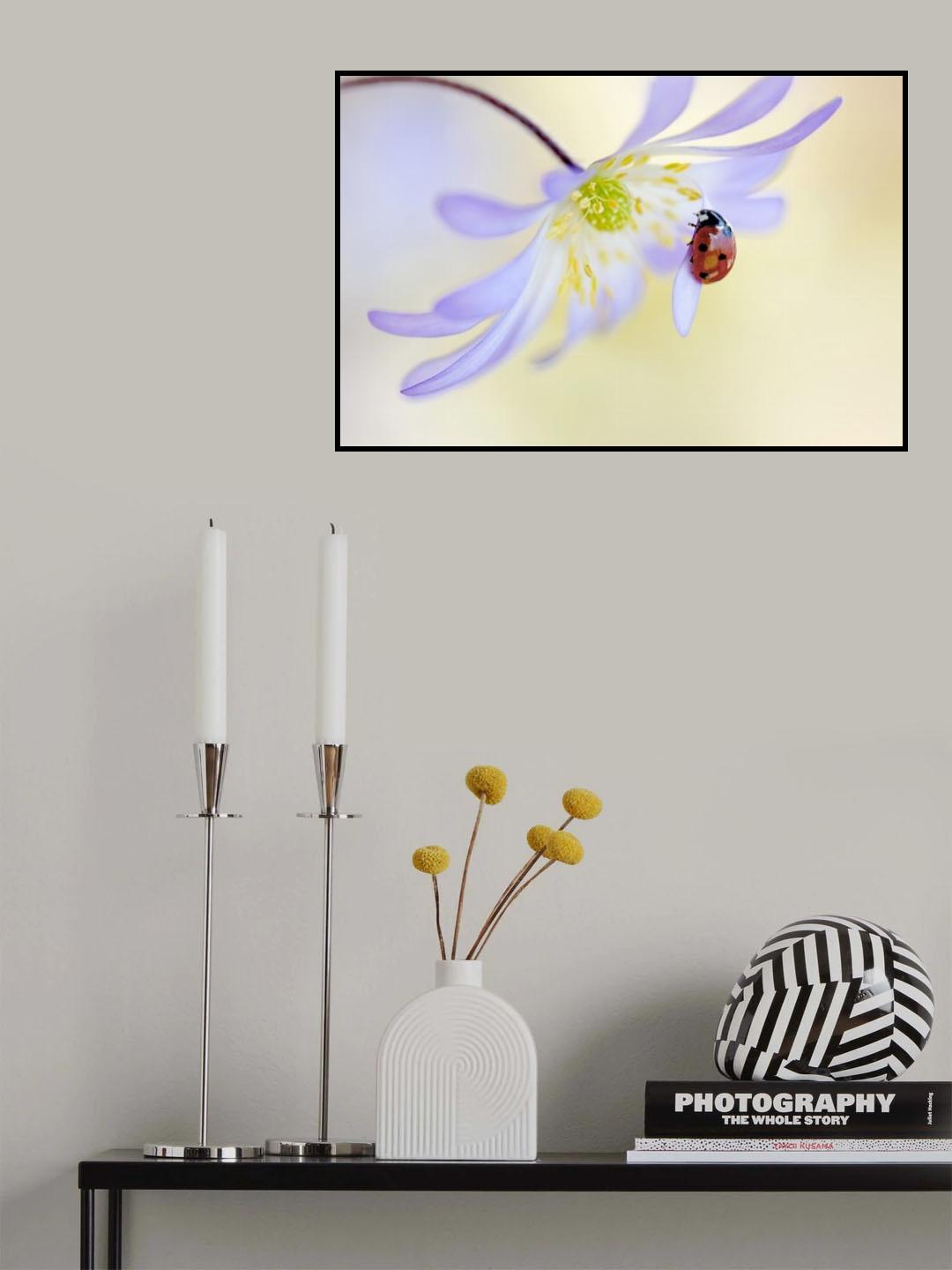 Anemone Lady Poster och Canvastavla