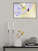 Anemone Lady Poster och Canvastavla
