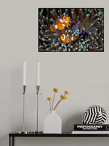 Fun at the Anemone Poster och Canvastavla