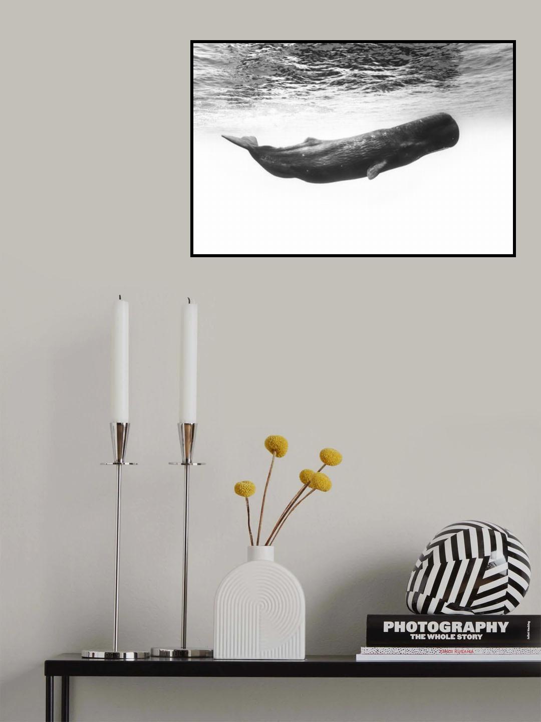 Sperm whale Poster och Canvastavla