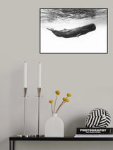 Sperm whale Poster och Canvastavla