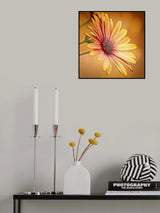 gerbera Poster och Canvastavla