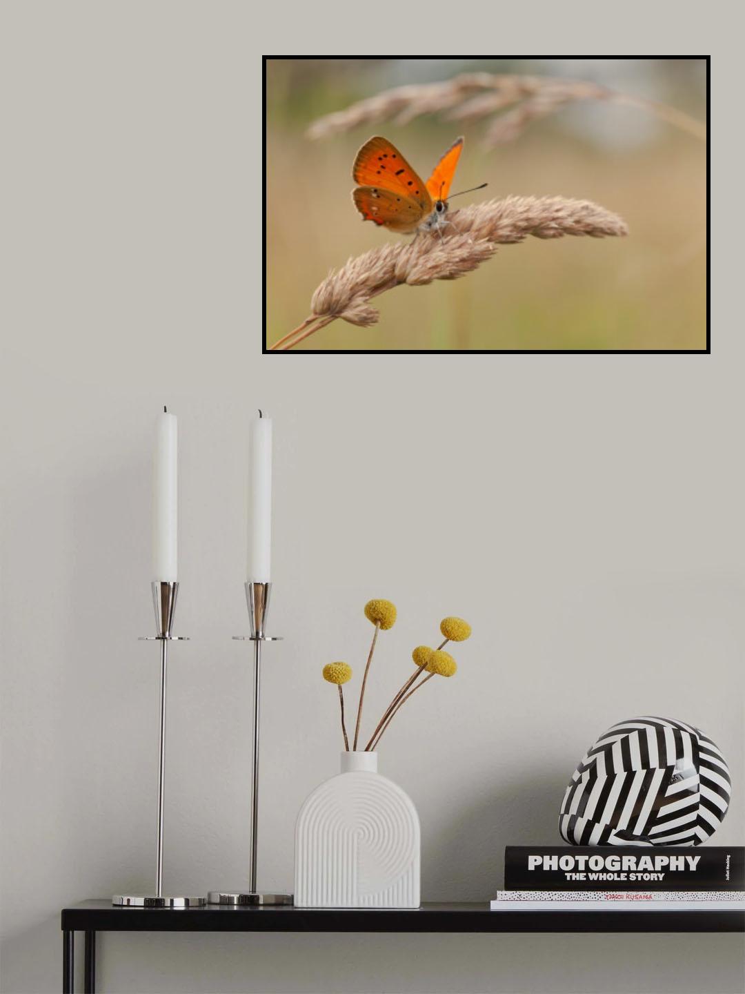 Scarce copper. Poster och Canvastavla