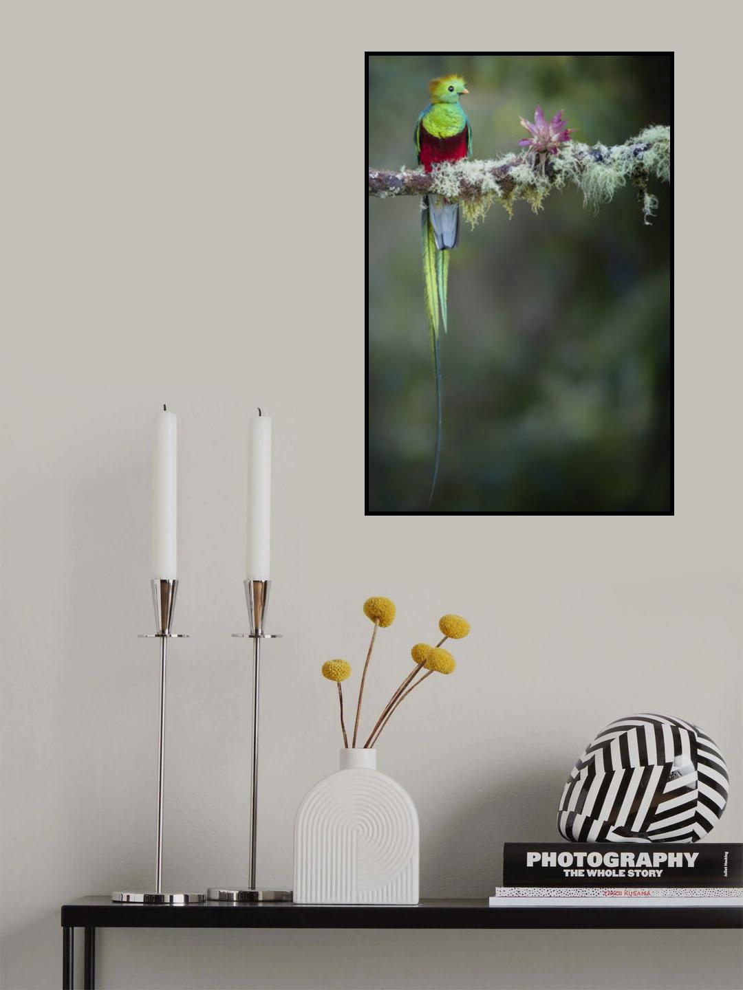 Colours of the Male Quetzal Poster och Canvastavla