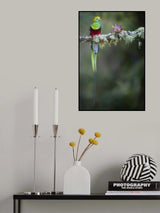 Colours of the Male Quetzal Poster och Canvastavla