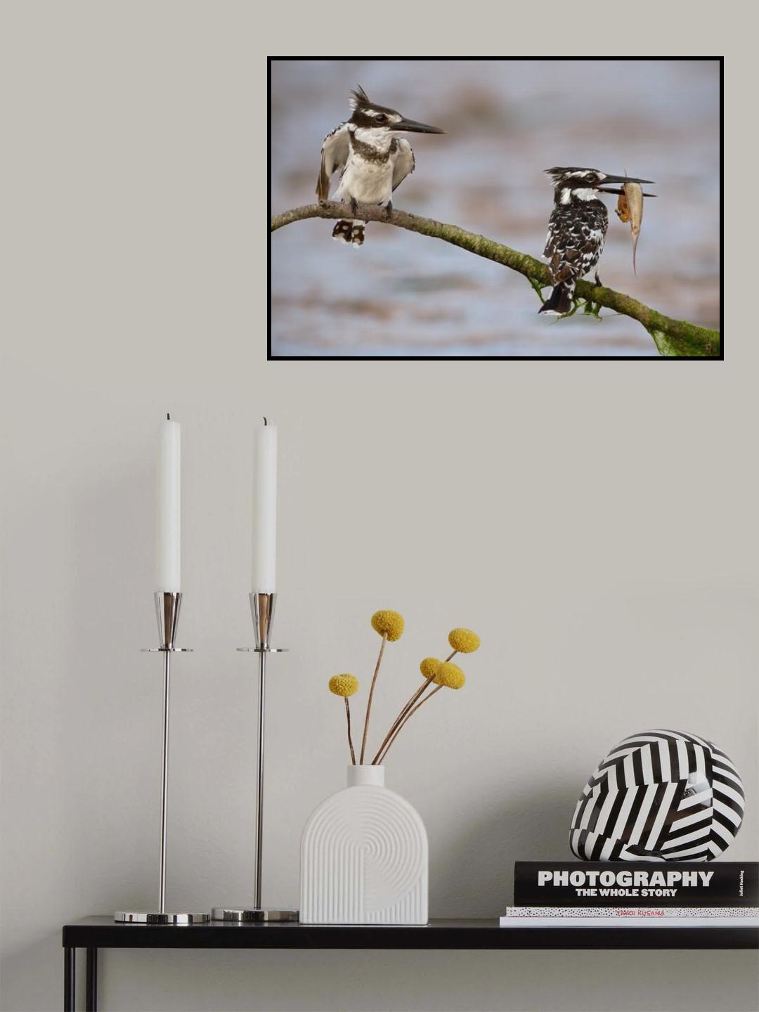 Kingfishers on the perch Poster och Canvastavla