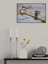 Kingfishers on the perch Poster och Canvastavla