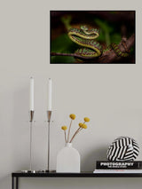 Snake Poster och Canvastavla