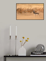 Black Bucks Poster och Canvastavla