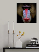 Mandril Poster och Canvastavla