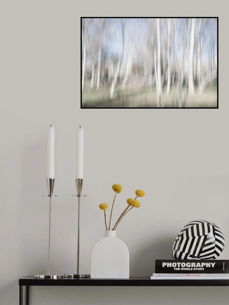 Moving birch trees Poster och Canvastavla