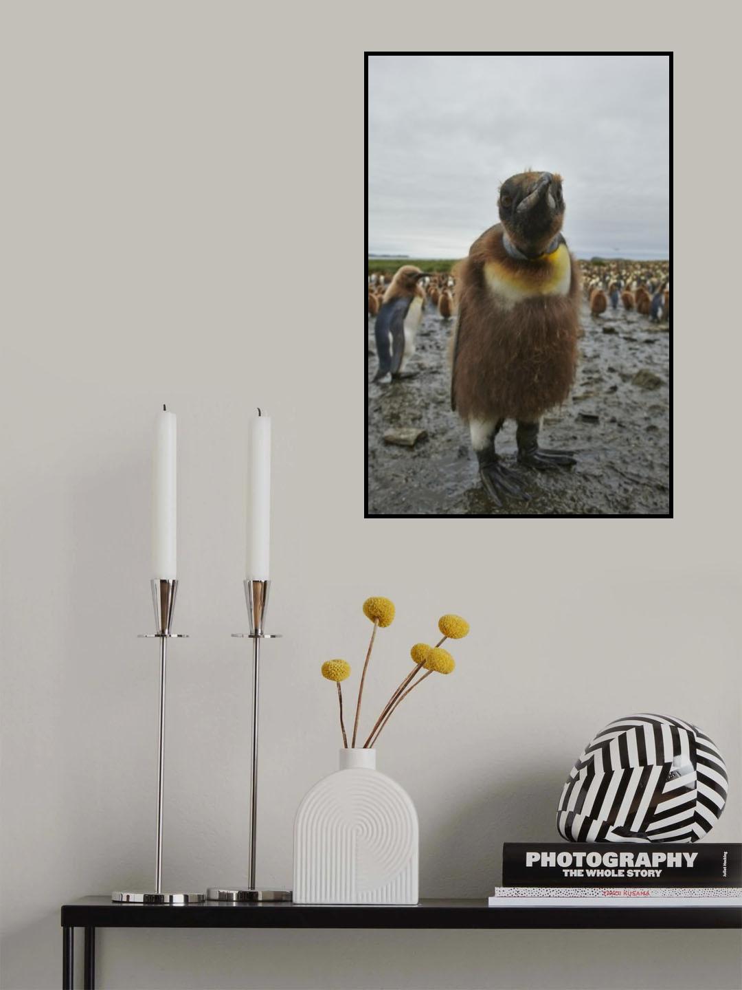 Ignoramus Poster och Canvastavla