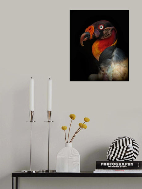 King vulture-Sarcoramphus papa Poster och Canvastavla