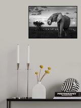 Beautiful Elephant Poster och Canvastavla