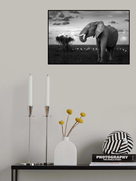 Beautiful Elephant Poster och Canvastavla