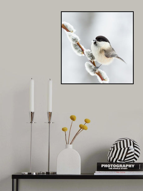 Willow tit in winter. Poster och Canvastavla