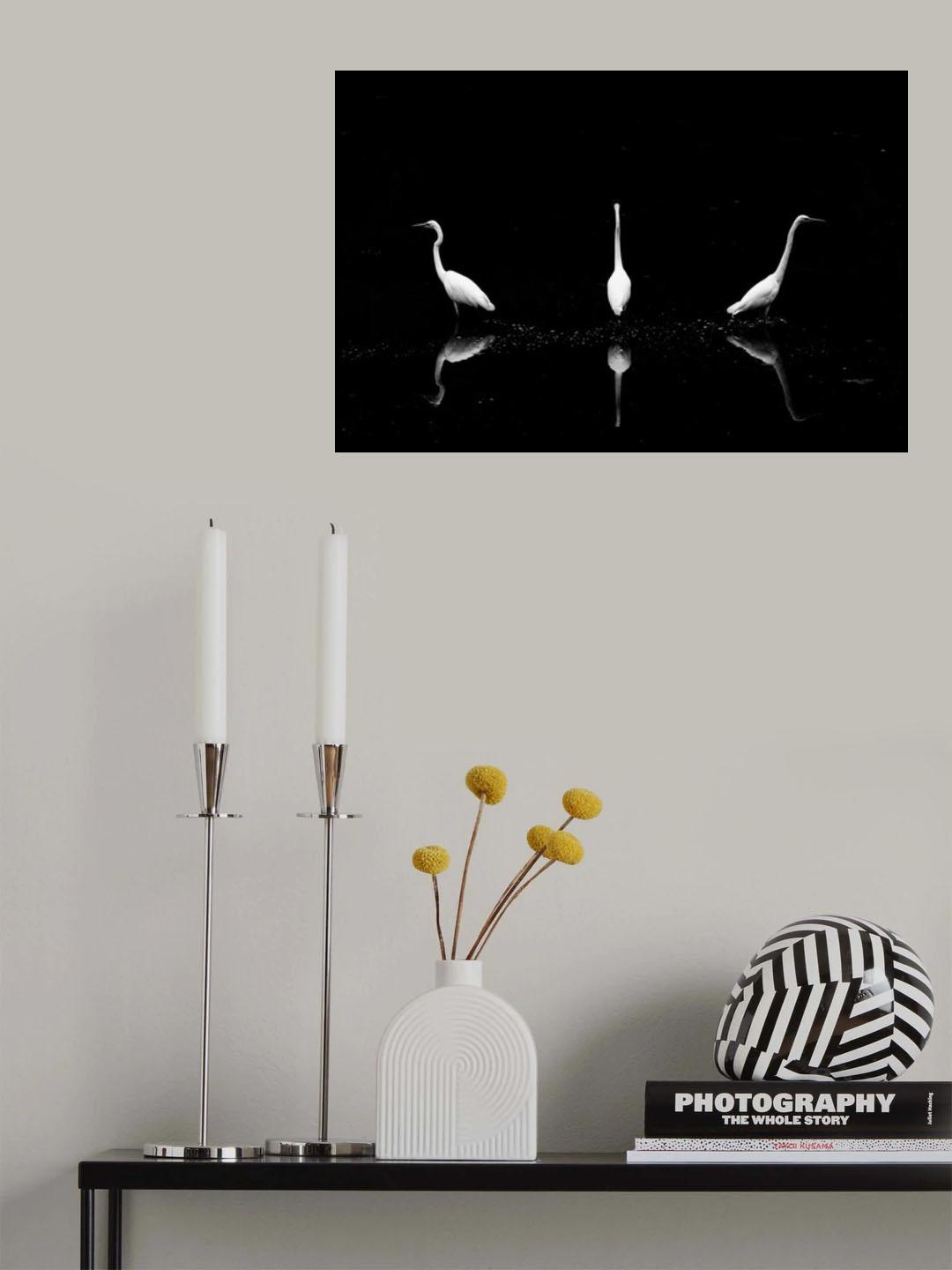 Trio of Egret Poster och Canvastavla
