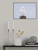 Snowy Owl - The Ghost Poster och Canvastavla