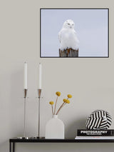 Snowy Owl - The Ghost Poster och Canvastavla